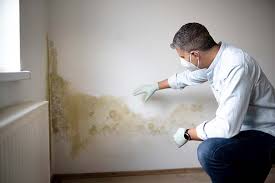 Best Basement Mold Removal  in Mission, KS